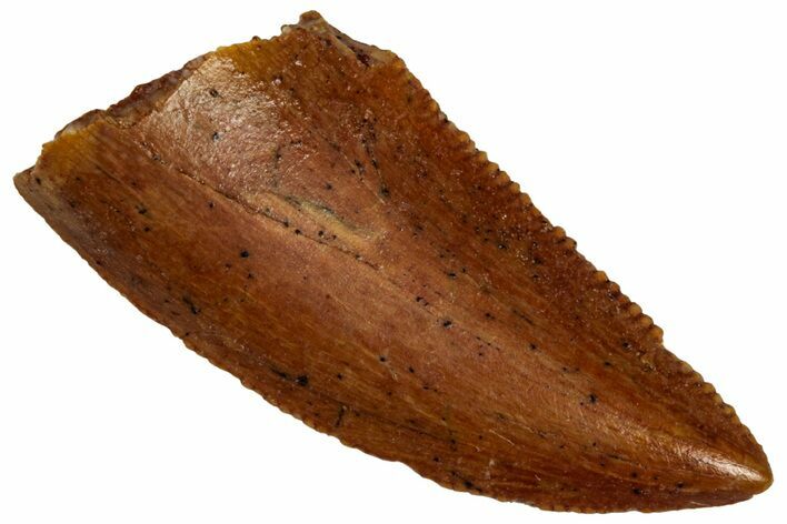 Serrated, Raptor Tooth - Real Dinosaur Tooth #296749